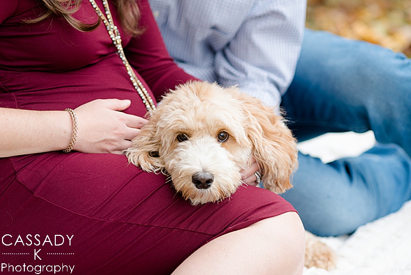 Labradoodle lays on lap of a pregnant momma during an at home, outside fall maternity session in Westchester County, NY