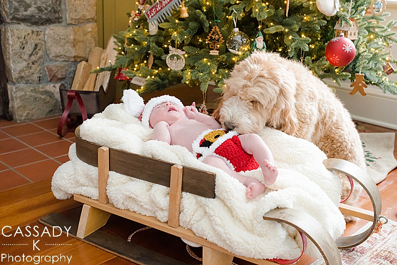 Labradoodle sniffs baby boy in a sled under the Christmas Tree during an at home Bedford newborn session in Hudson Valley, NY